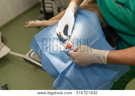 Dog In The Animal Hospital. Veterinarian During Surgery Of The