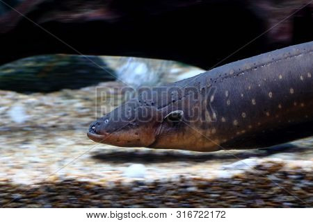 Electric Eel (electrophorus Electricus) Swimming In Water Tank