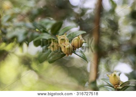 Fruits Of A Common Box, Buxus Sempervirens.