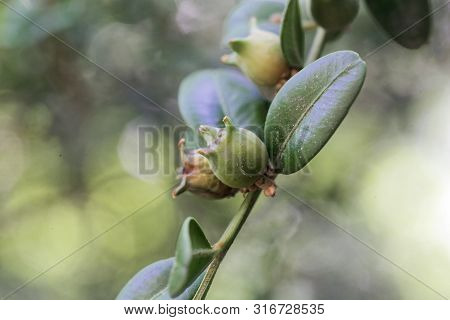 Fruits Of A Common Box, Buxus Sempervirens.