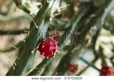 Red Fruit Of Cactus At Salaspils Botanical Gardens In Latvija.