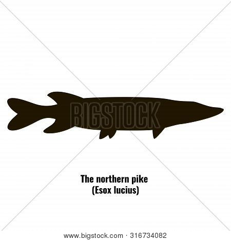 The Black Silhouette Of Northern Pike (esox Lucius) Is Isolated On White Background.