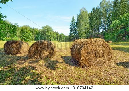 A Stack Of Dry Hay In The Field.after Haying, The Grass Was Collected In A Stack.
