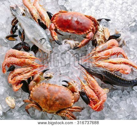 Seafood On Ice. Crabs, Sturgeon, Shellfish, Shrimp, Rapana, Dorado, On White Ice.