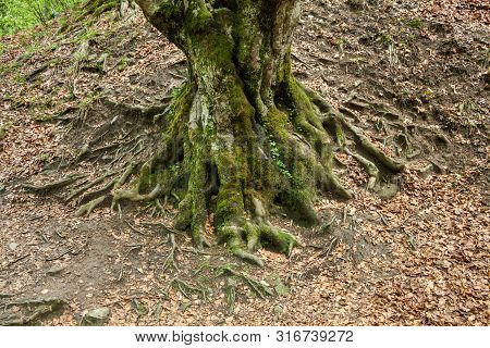Tangled Roots Of A Tree Covered With Moss