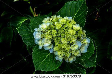 Top View Of White Hydrangeaceae One Flower