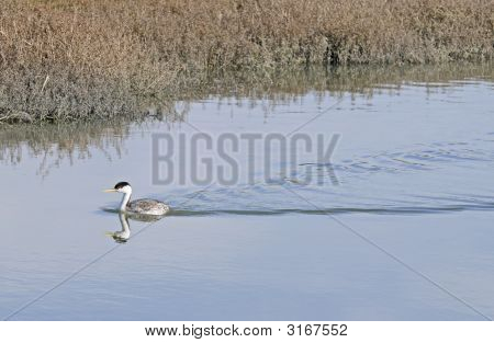 Westliche Grebe