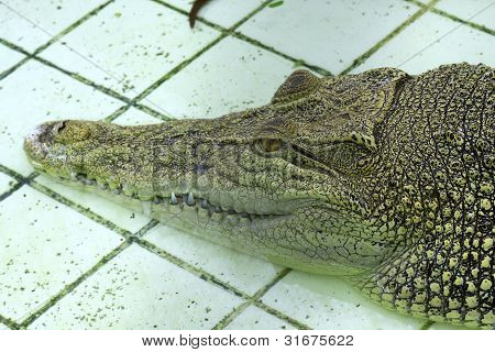 Crocodile  in the farm of Thailand