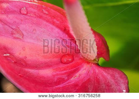 Detail On Pink Laceleaf - Anthurium - Flower, Drops Of Morning Dew Visible On Surface