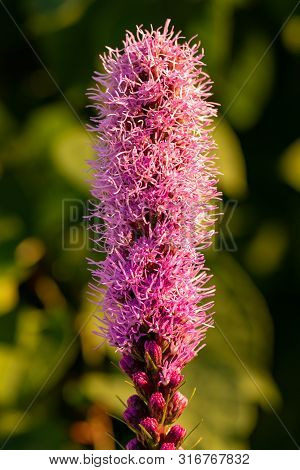 Pretty Flowering Purple Liatris In A Garden. Blooming Purple Liatris Flowers In A Garden. Macro Phot
