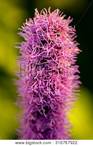 Pretty Flowering Purple Liatris In A Garden. Blooming Purple Liatris Flowers In A Garden. Macro Phot