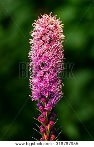 Pretty Flowering Purple Liatris In A Garden. Blooming Purple Liatris Flowers In A Garden. Macro Phot