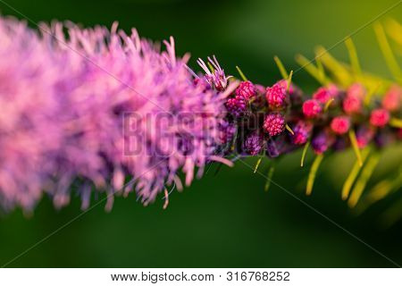 Pretty Flowering Purple Liatris In A Garden. Blooming Purple Liatris Flowers In A Garden. Macro Phot