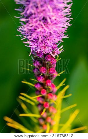 Pretty Flowering Purple Liatris In A Garden. Blooming Purple Liatris Flowers In A Garden. Macro Phot