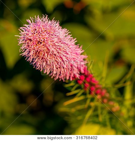 Pretty Flowering Purple Liatris In A Garden. Blooming Purple Liatris Flowers In A Garden. Macro Phot
