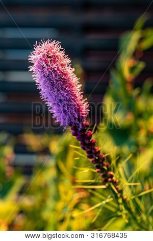 Pretty Flowering Purple Liatris In A Garden. Blooming Purple Liatris Flowers In A Garden. Macro Phot