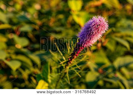 Pretty Flowering Purple Liatris In A Garden. Blooming Purple Liatris Flowers In A Garden. Macro Phot