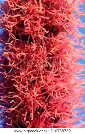 Pretty Flowering Purple Liatris In A Garden. Blooming Purple Liatris Flowers In A Garden. Macro Phot