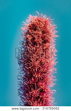 Pretty Flowering Purple Liatris In A Garden. Blooming Purple Liatris Flowers In A Garden. Macro Phot