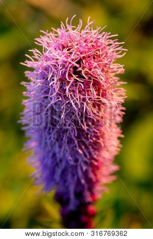 Pretty Flowering Purple Liatris In A Garden. Blooming Purple Liatris Flowers In A Garden. Macro Phot