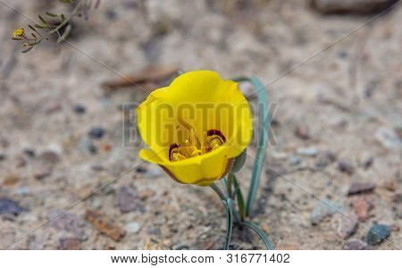 Desert Yellow Color Flower On Arid Land, Arizona Us. Canyon De Chelly.
