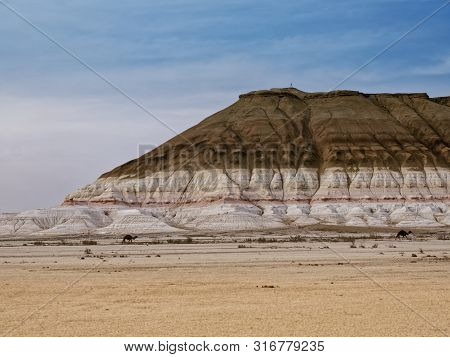 Camels Marching Along The Mountain Bokty. Mangyshlak Peninsula. Kazakhstan 2019. Expedition Site Tou