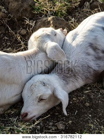 Goats In Ethiopia Near The Blue Nile Falls, Tis-isat Falls In Amara Region Of Ethiopia, Eastern Afri