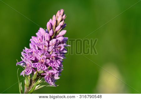 Close Up Of A Single Common Spotted Orchid (dactylorhiza) In Bloom