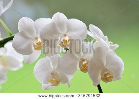 Close Up Of A Cluster Of White Orchids