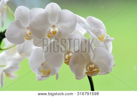 Close Up Of A Cluster Of White Orchids