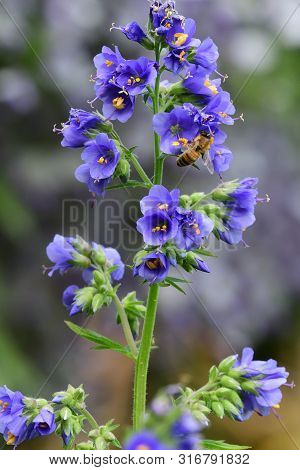 Close Up Of A Polemonium Caeruleum Flower (jacobs Ladder) In Bloom
