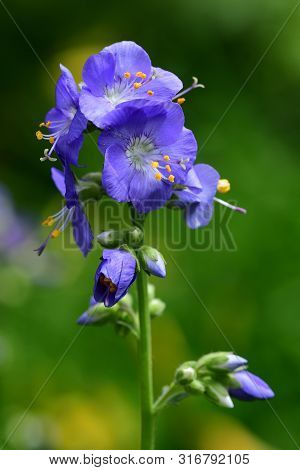 Polemonium Caeruleum