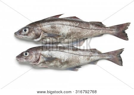 Pair of fresh raw whole haddock fishes isolated on white background