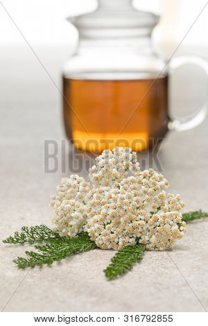 Fresh Common yarrow flowers and a pot of tea on the background 