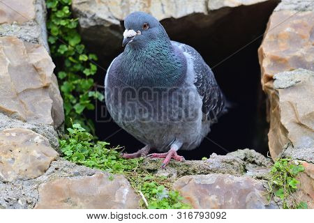 Portrait Of A Common Pigeon (columba Livia) Perching In A Hole In A Wall
