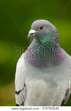 Close Up Portrait Of A Pigeon With A Green Background