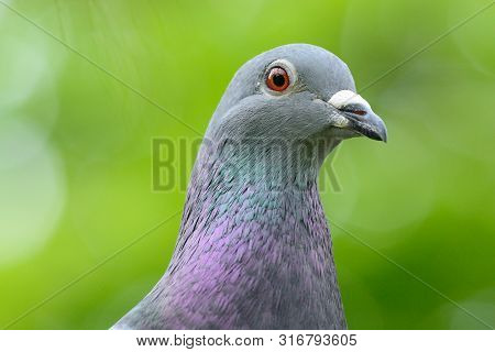 Close Up Portrait Of A Pigeon With A Green Background