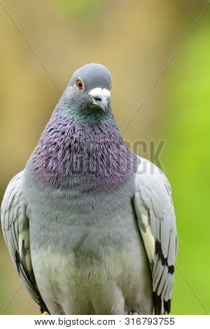 Close Up Portrait Of A Pigeon Perched In A Tree