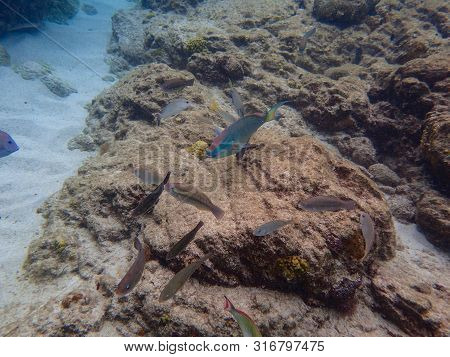 An Underwater Photo Of An Ocean Surgeonfish, Snapper, Parrotfish And Sargeant Major Fish Eating Grow