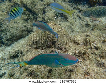 An Underwater Photo Of An Snapper, Parrotfish And Sargeant Major Fish Eating Growth Off The Rock And