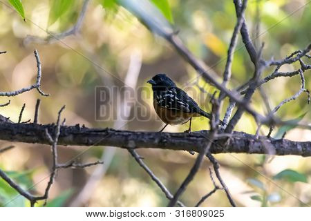 Cute Towhee Bird Perched On A Branch In Morning Hours While Looking For Food To Survive.