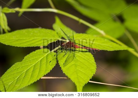 Red Saddlebags Dragonfly Sitting On The Leaf In Swamp