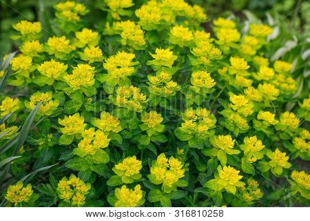 Bright Yellow Milkweed Bushes On A Green Background In The Garden. Cushion Spurge, Euphorbia Epithym