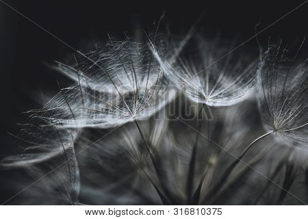 Salsify Seeds Close-up On Black Background. Abstract Background Or Texture. White Fluffy Dry Seeds O
