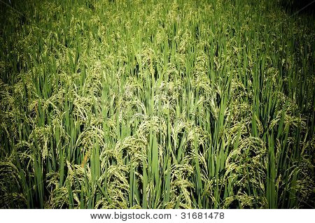 asiatische Paddy Pflanze