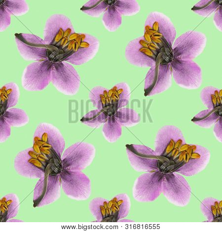 Pyrola. Texture Of Flowers. Seamless Pattern For Continuous Replicate. Floral Background, Photo Coll