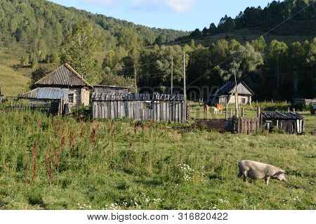 The Outskirts Of The Taiga Village Generalka Altai Territory. Russia