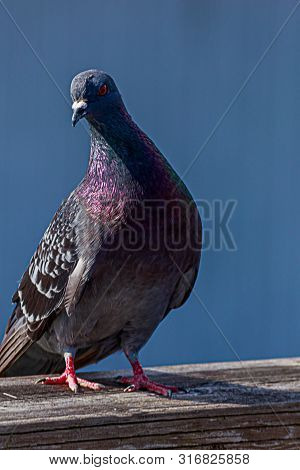 Bright Iridescent Pigion Standing Against Deep Blue Color