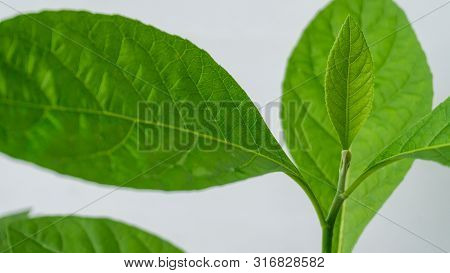 Gymnanthemum Extensum Leaves​ Isolated​ On​ White​ Background​.