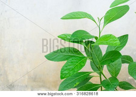 Gymnanthemum Extensum Leaves​ Isolated​ On​ White​ Background​.